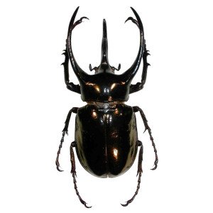 CHALCOSOMA ATLAS